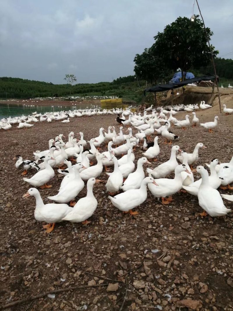 鸭麻鸭白鸭番鸭都是水库养鸭的