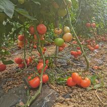 口感西红柿新品种