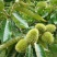 大红袍，九家种，泰山薄壳，锥栗，沂蒙短枝，石丰，青毛软刺