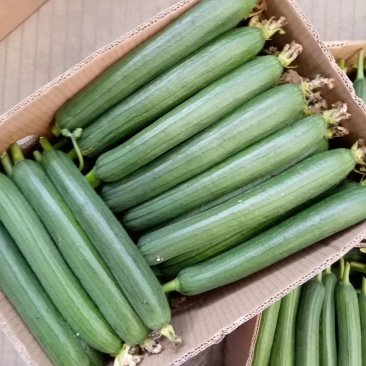 精品香丝瓜，新上市，质量好，欢迎新老客户前来考察采购