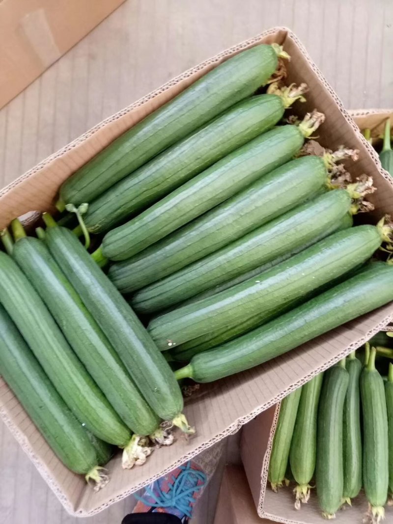 精品香丝瓜，新上市，质量好，欢迎新老客户前来考察采购
