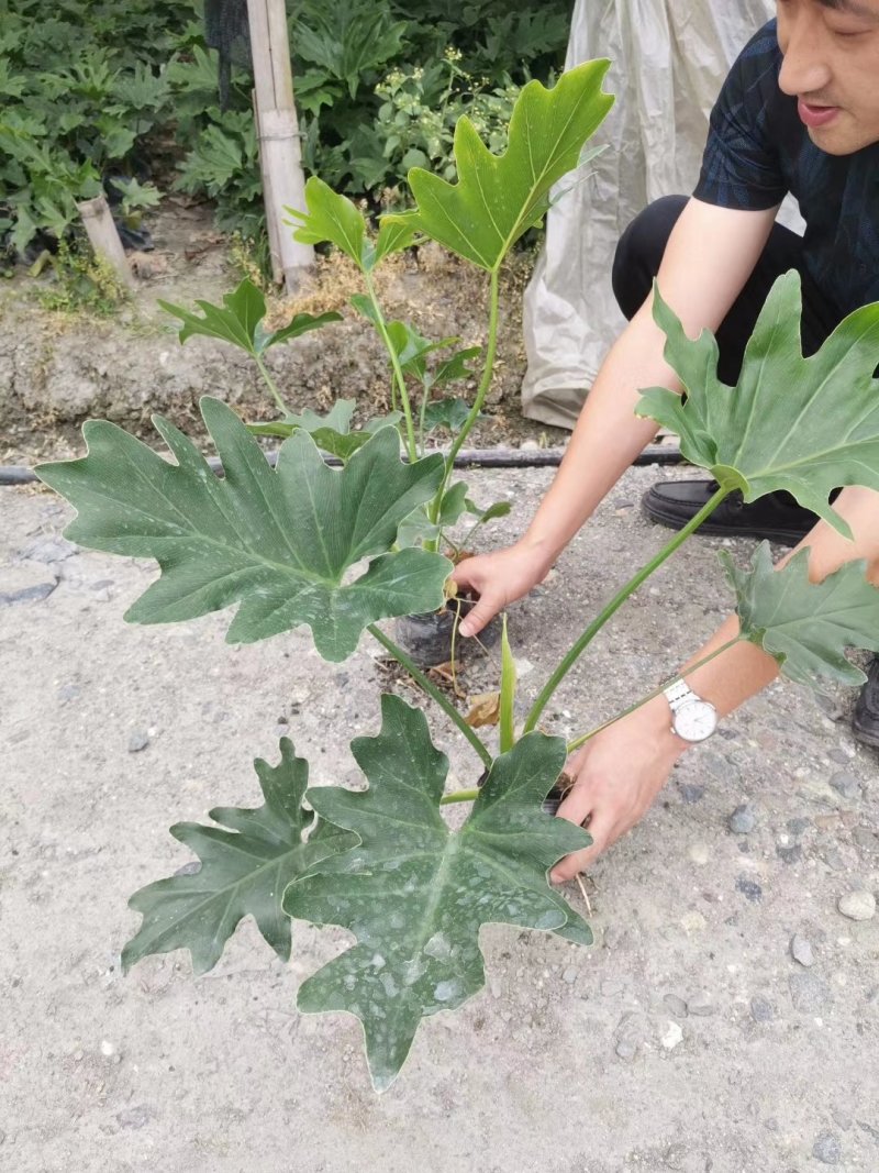 批发杯苗春羽，株高30-50公分、货源充足