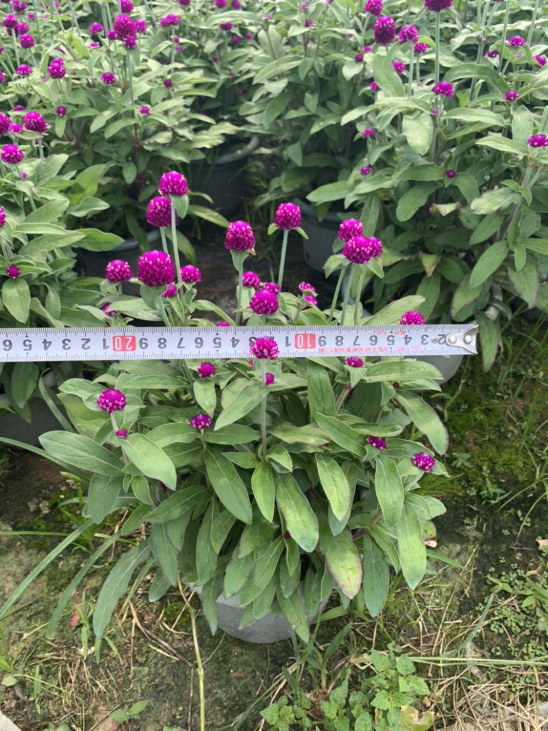 千日红火球花庭院摆放地摊花卉用苗