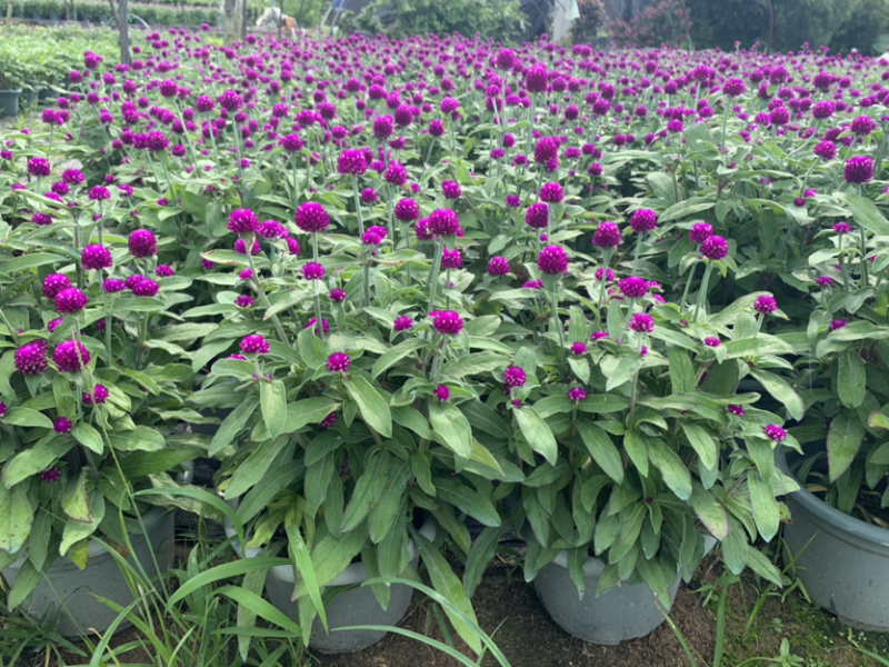 千日红火球花庭院摆放地摊花卉用苗