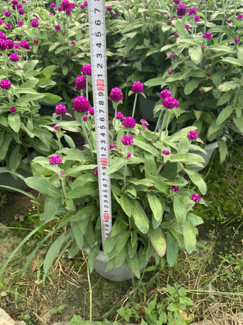 千日红火球花庭院摆放地摊花卉用苗