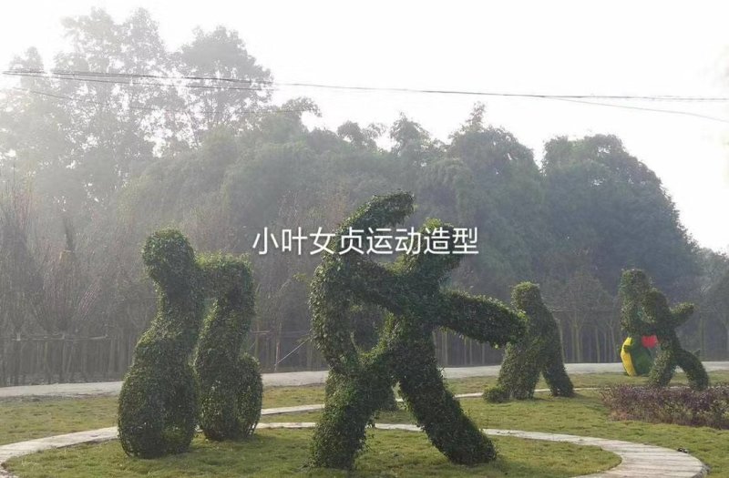 供应占地处理小叶女贞造型、超低价，造型多，数量有限
