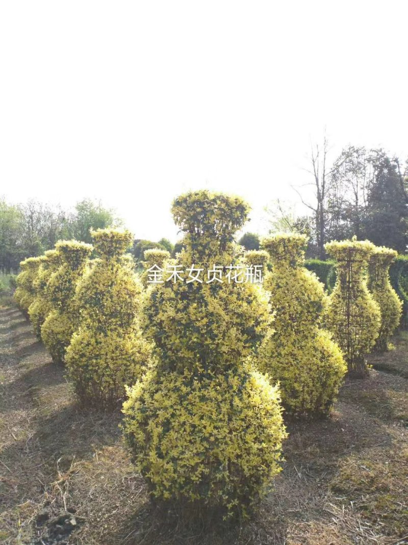 供应占地处理小叶女贞造型、超低价，造型多，数量有限