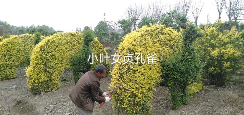 供应占地处理小叶女贞造型、超低价，造型多，数量有限