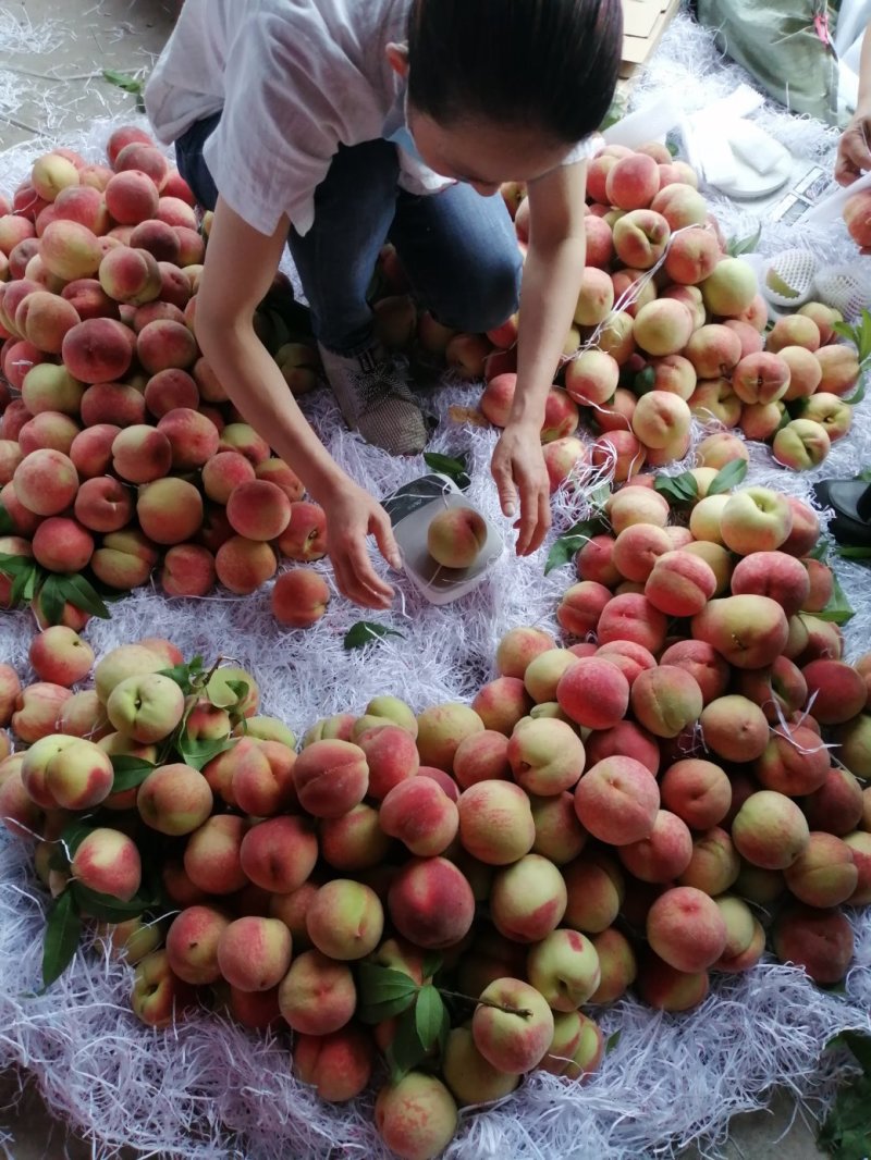 龙泉驿水蜜桃