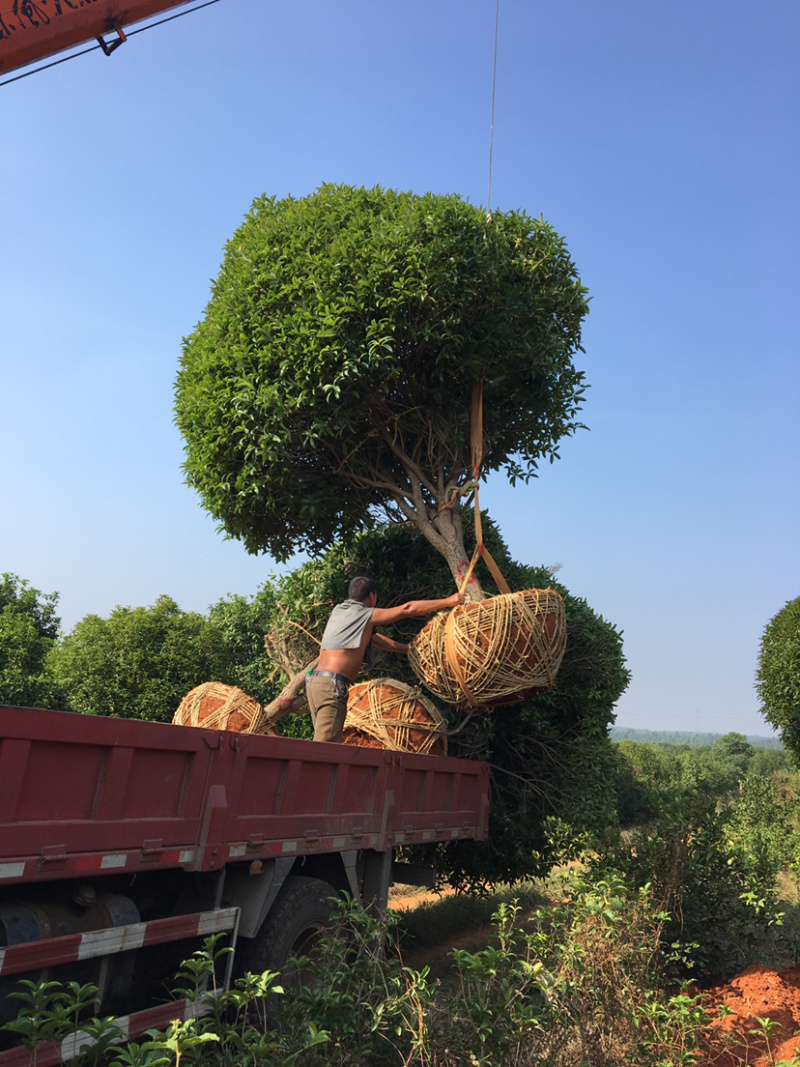 优质毛杜鹃，精品草皮