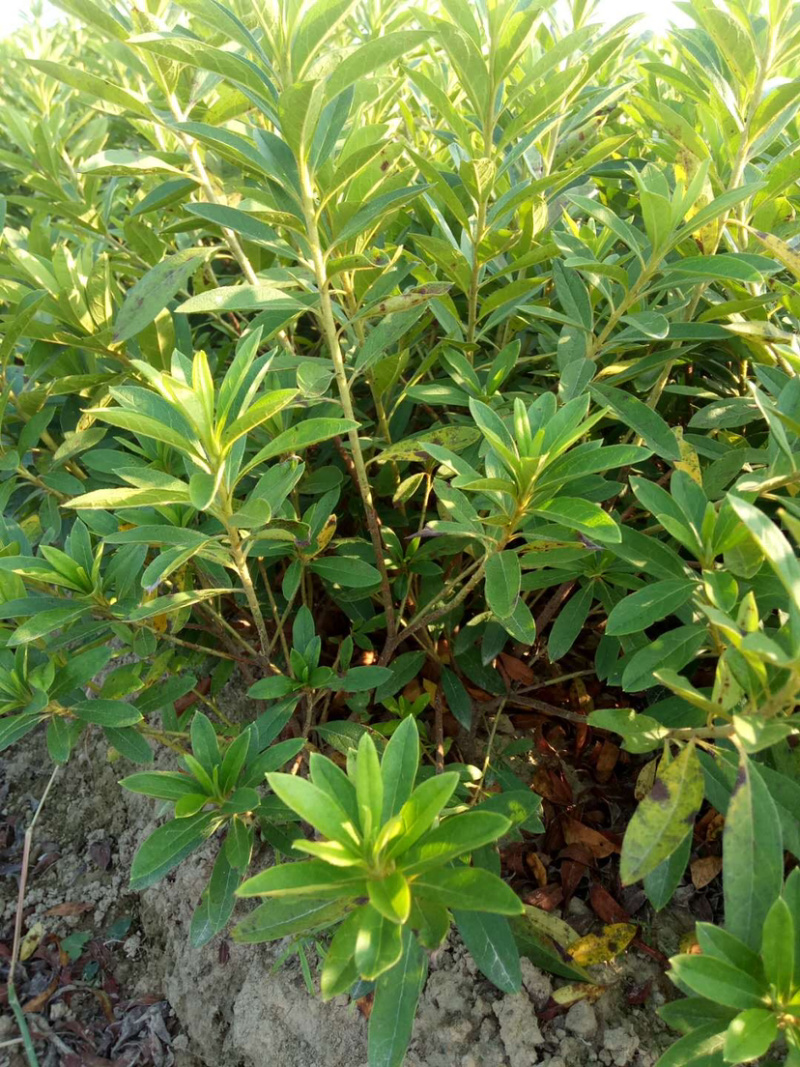 优质毛杜鹃，精品草皮