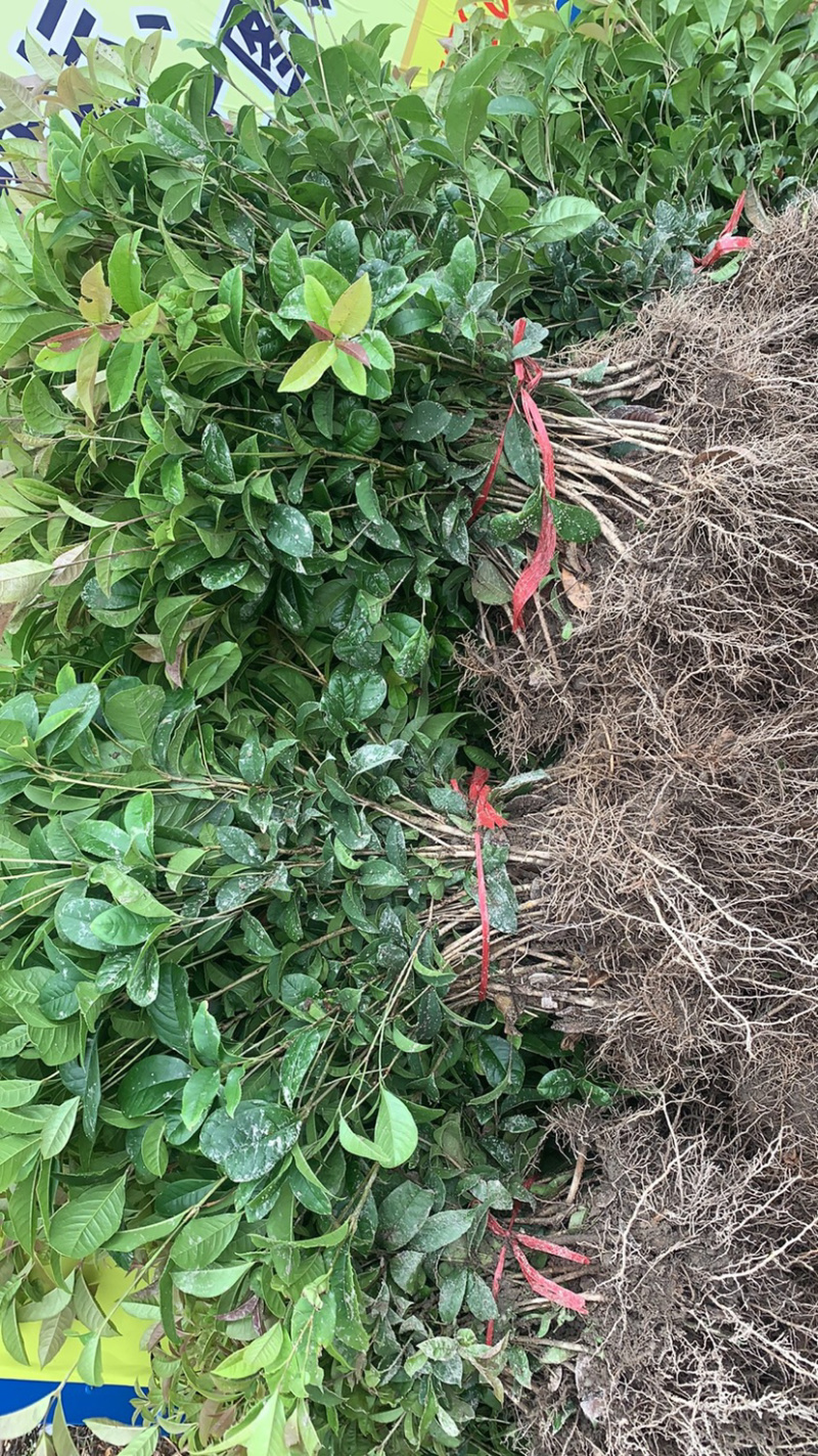 优质毛杜鹃，精品草皮