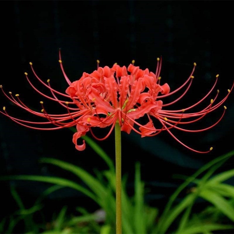 彼岸花种球红花石蒜种子种球曼陀罗种子曼珠沙华水仙种球