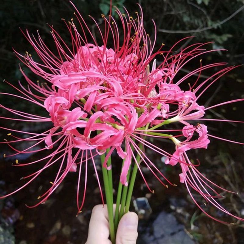 彼岸花种球红花石蒜种子种球曼陀罗种子曼珠沙华水仙种球