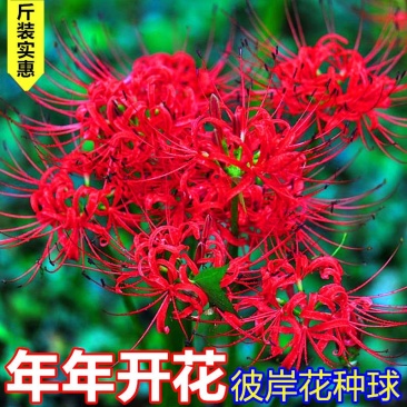 彼岸花种球红花石蒜种子种球曼陀罗种子曼珠沙华水仙种球