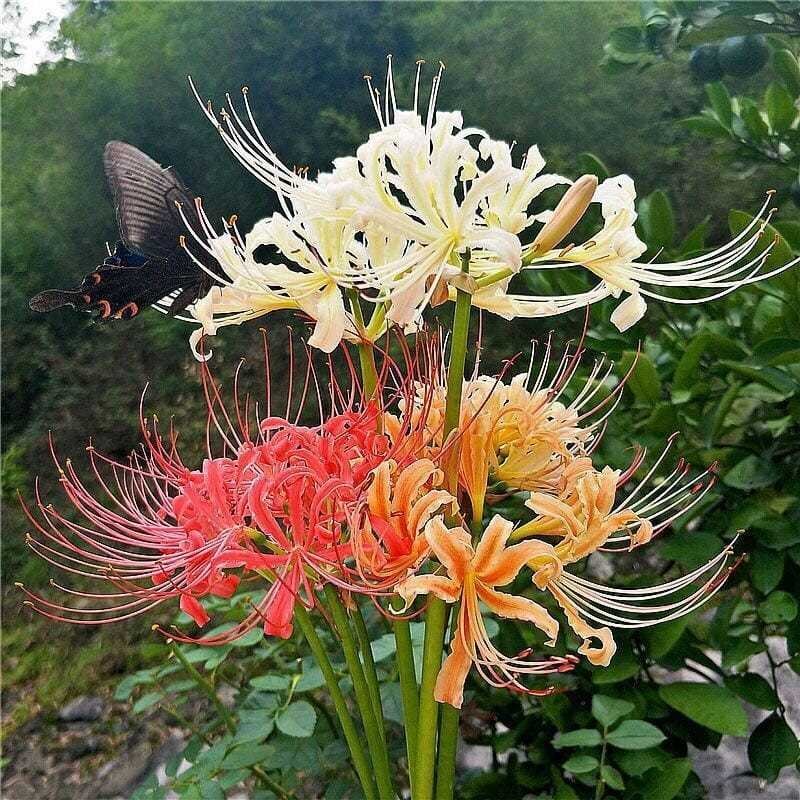 彼岸花种球红花石蒜种子种球曼陀罗种子曼珠沙华水仙种球