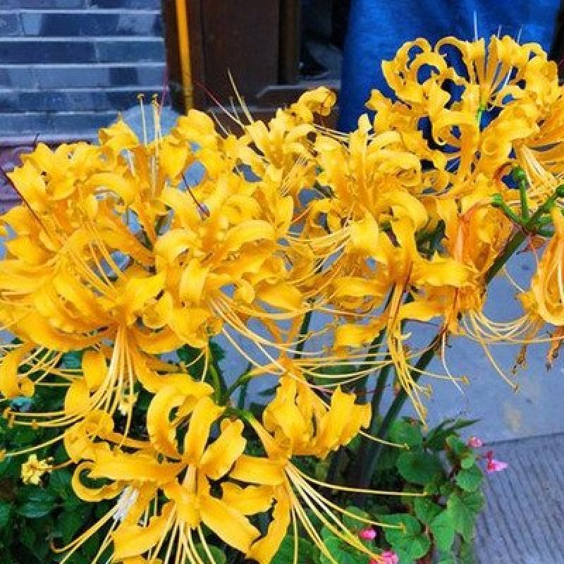 彼岸花种球红花石蒜种子种球曼陀罗种子曼珠沙华水仙种球