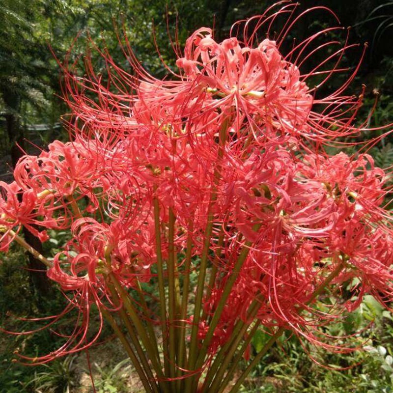 彼岸花种球红花石蒜种子种球曼陀罗种子曼珠沙华水仙种球