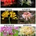彼岸花种球红花石蒜种子种球曼陀罗种子曼珠沙华水仙种球
