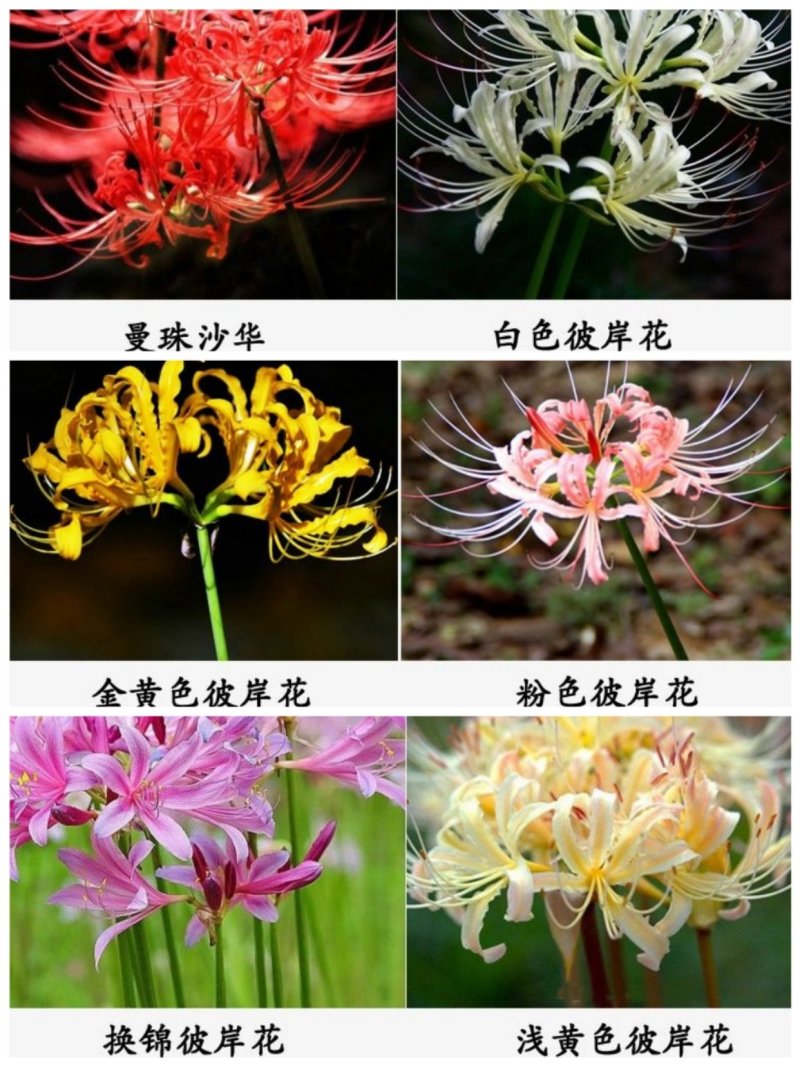 彼岸花种球红花石蒜种子种球曼陀罗种子曼珠沙华水仙种球