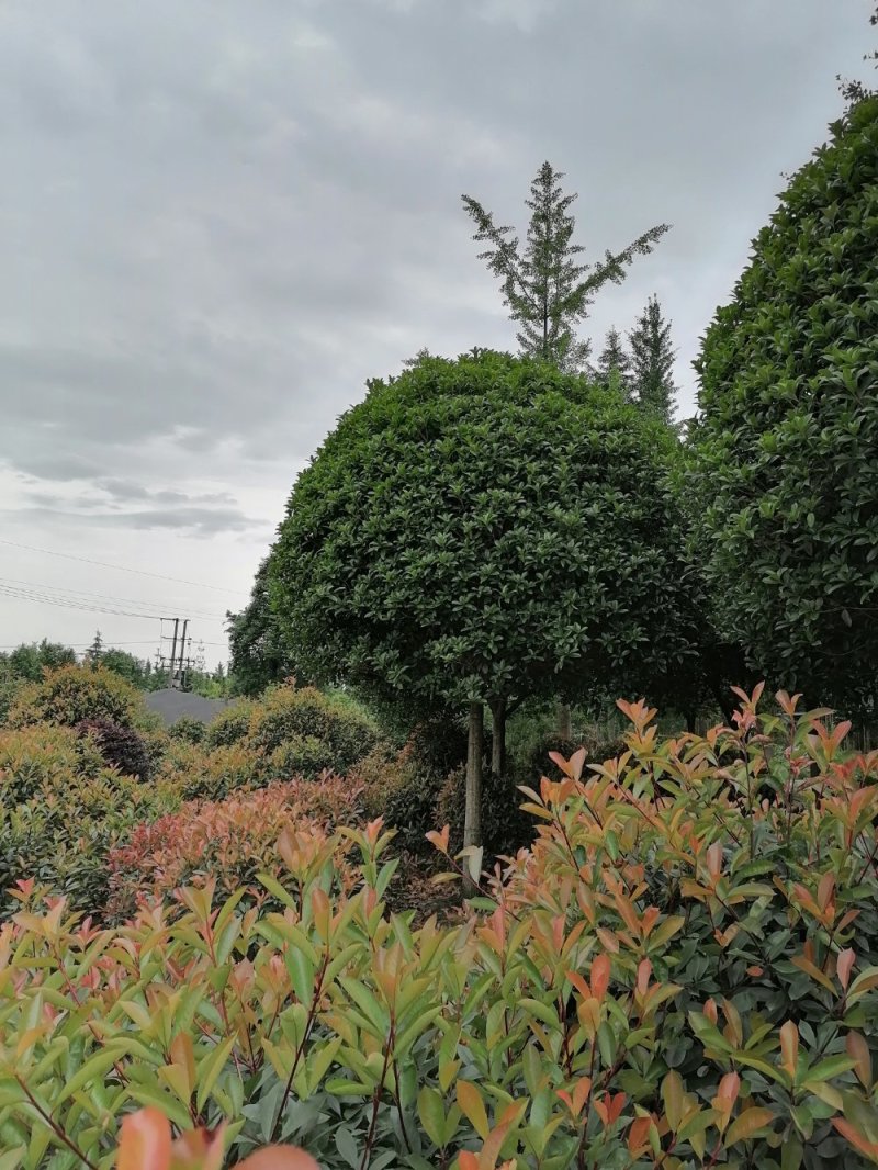 大量出售桂花12-15四川基地直供精品桂花/通货桂花