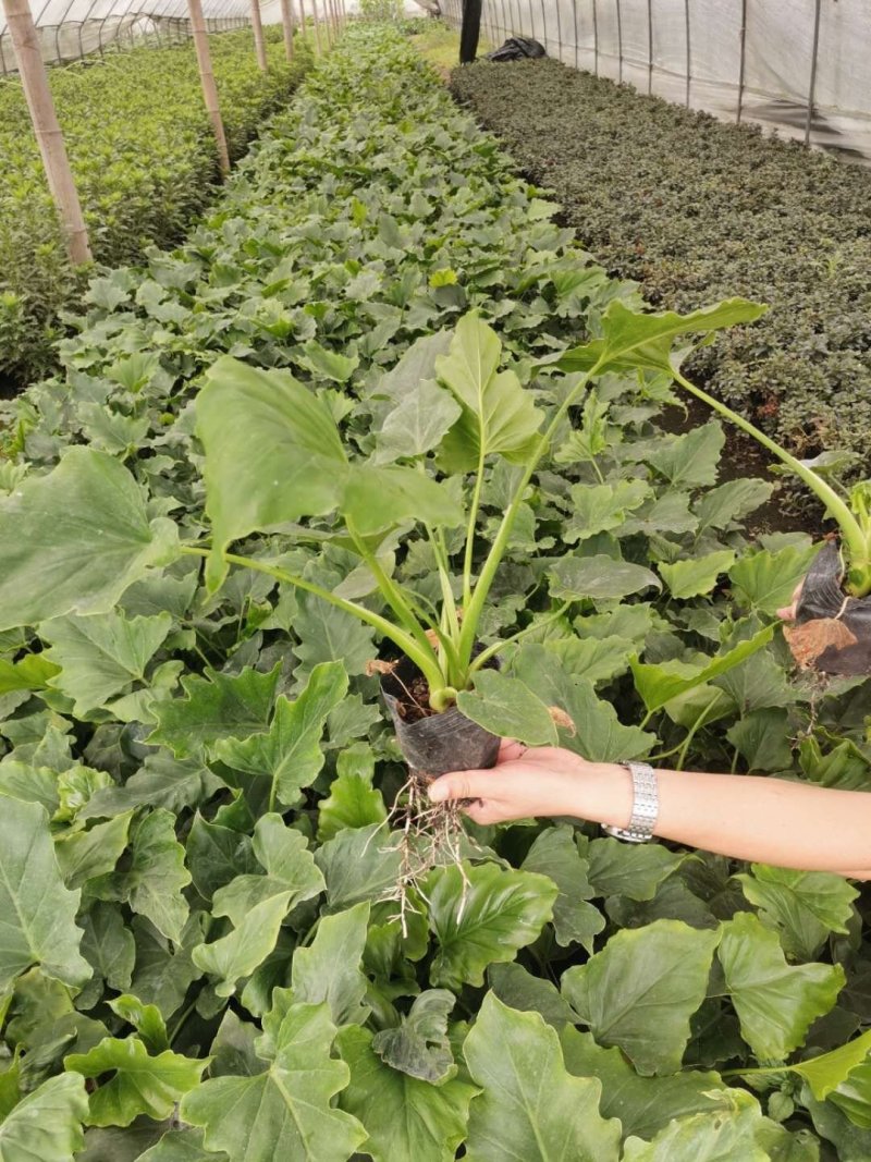 批发杯苗春羽，株高30-50公分、货源充足