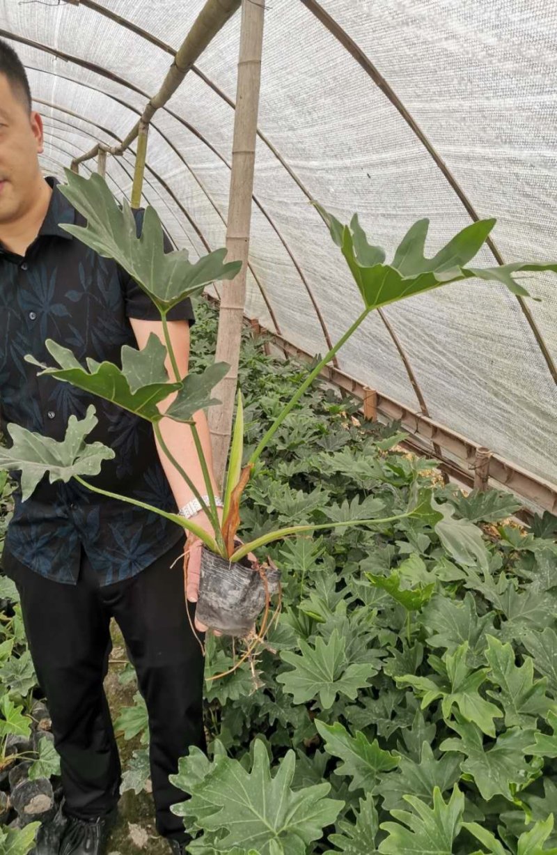 批发杯苗春羽，株高30-50公分、货源充足
