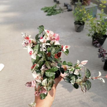 出售花叶络石杯苗高度20冠幅20成都货源花叶络石