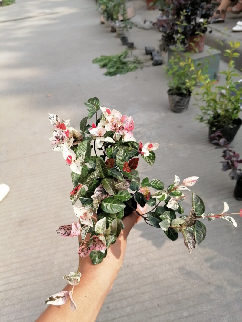 出售花叶络石杯苗高度20冠幅20成都货源花叶络石