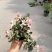出售花叶络石杯苗高度20冠幅20成都货源花叶络石