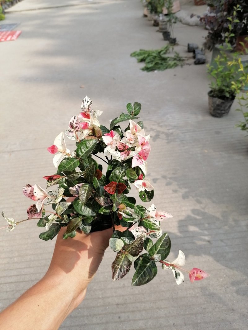 出售花叶络石杯苗高度20冠幅20成都货源花叶络石