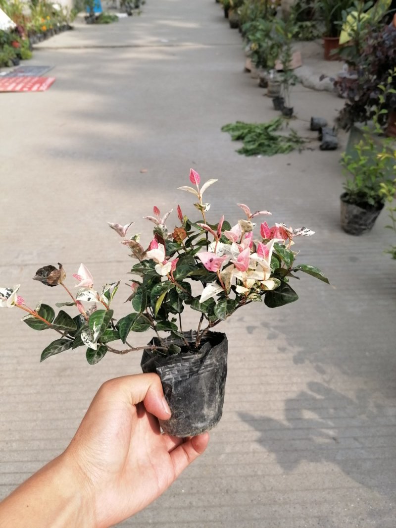 出售花叶络石杯苗高度20冠幅20成都货源花叶络石