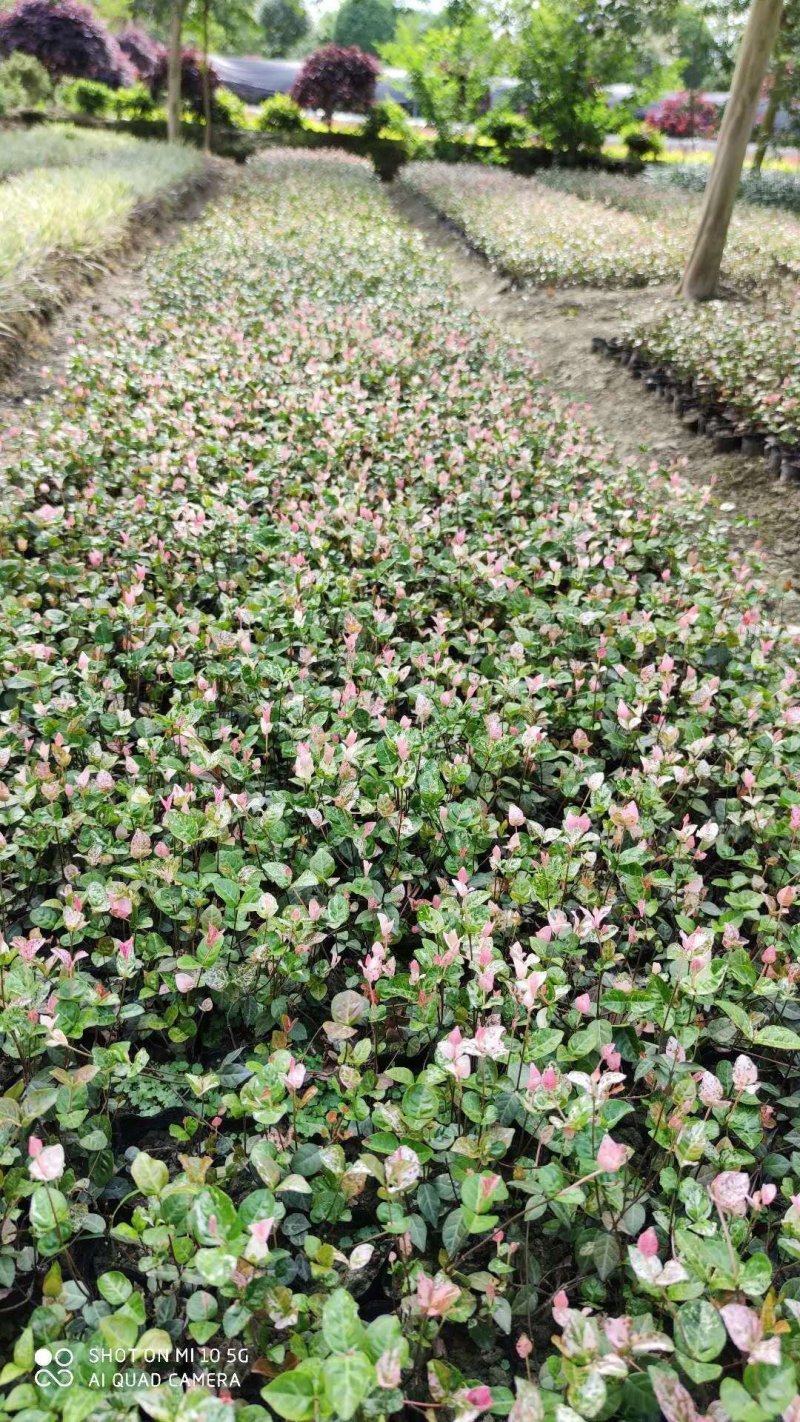 出售花叶络石杯苗高度20冠幅20成都货源花叶络石