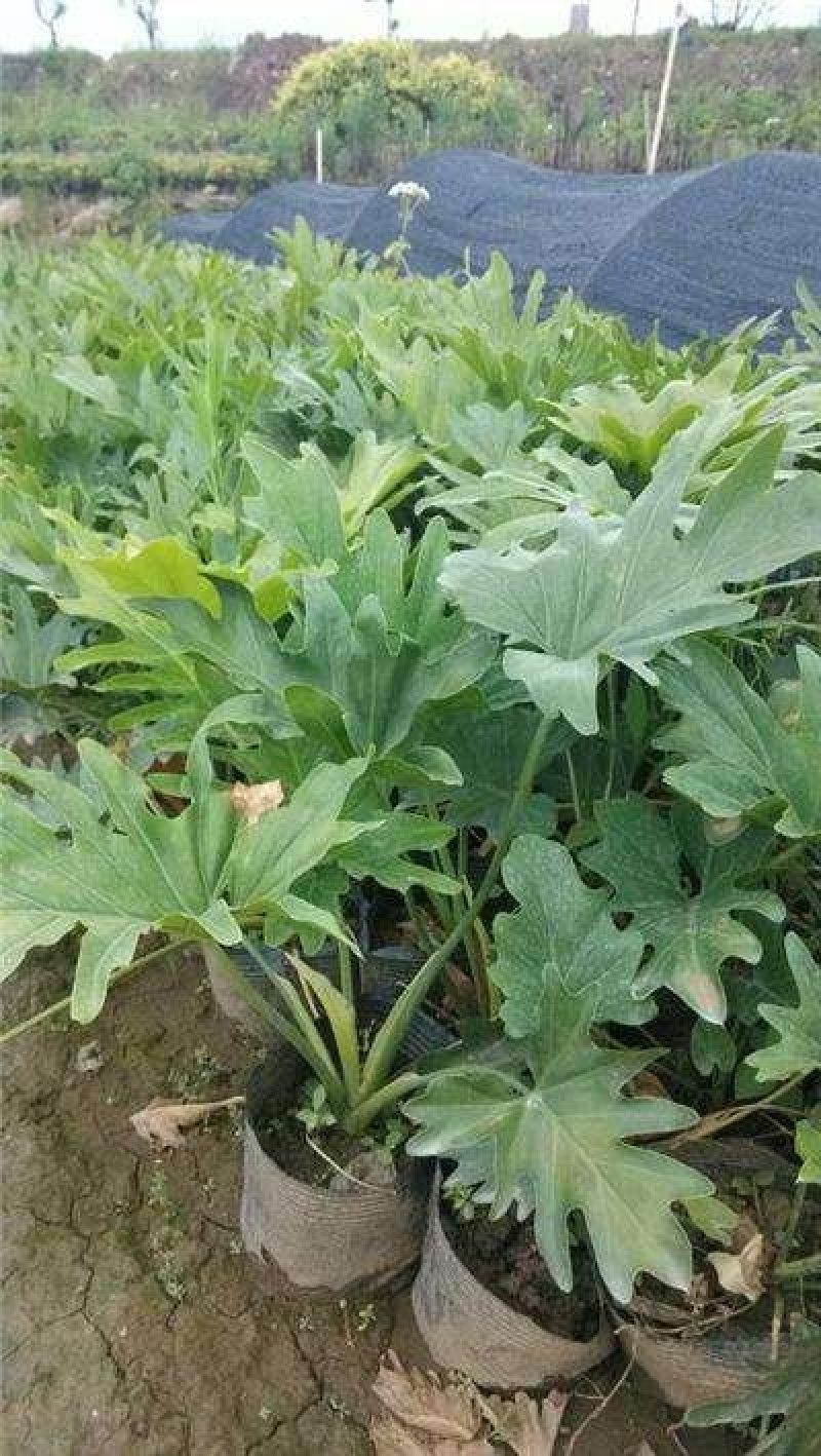 批发杯苗春羽，株高30-50公分、货源充足