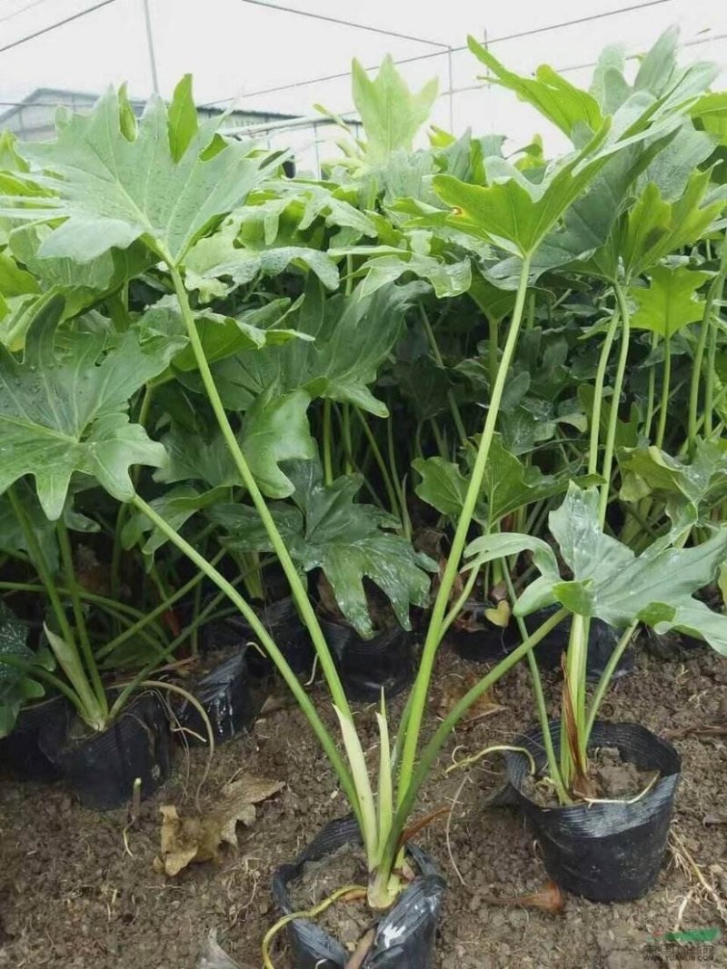 批发杯苗春羽，株高30-50公分、货源充足