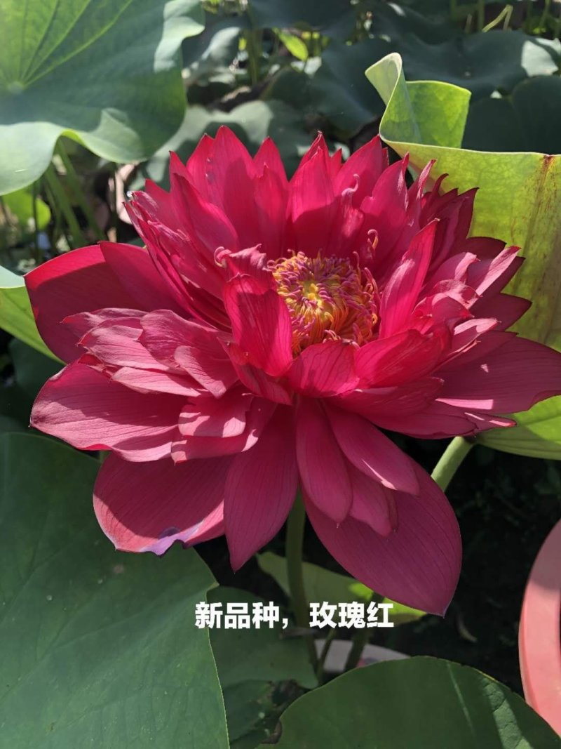 荷花盆栽