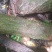 鸡血藤（中草药、木藤类别）