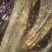 鸡血藤（中草药、木藤类别）