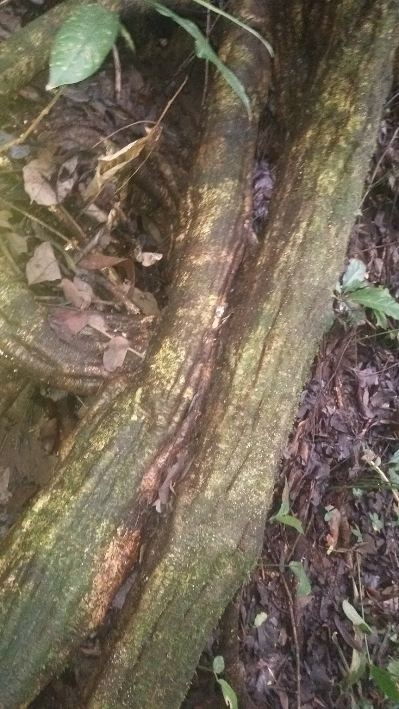 鸡血藤（中草药、木藤类别）
