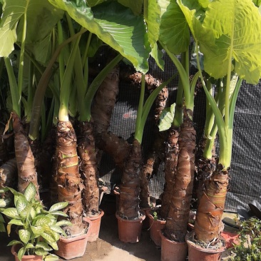 滴水观音，四季常青观叶植物。