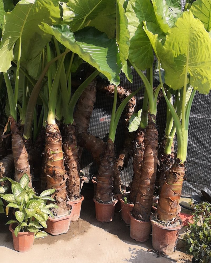 滴水观音，四季常青观叶植物。