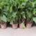 滴水观音，四季常青观叶植物。