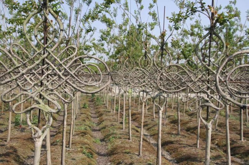 苗圃大处理紫薇造型紫薇中国结高分支行道树中国结