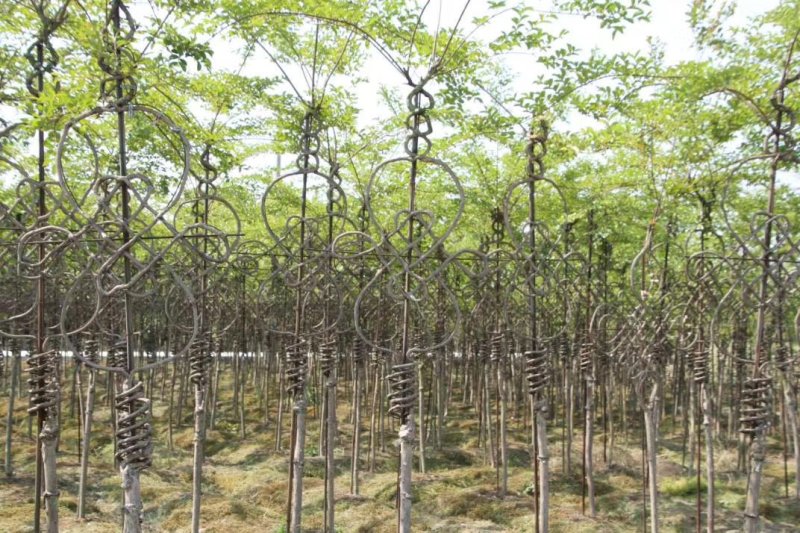 苗圃大处理紫薇造型紫薇中国结高分支行道树中国结