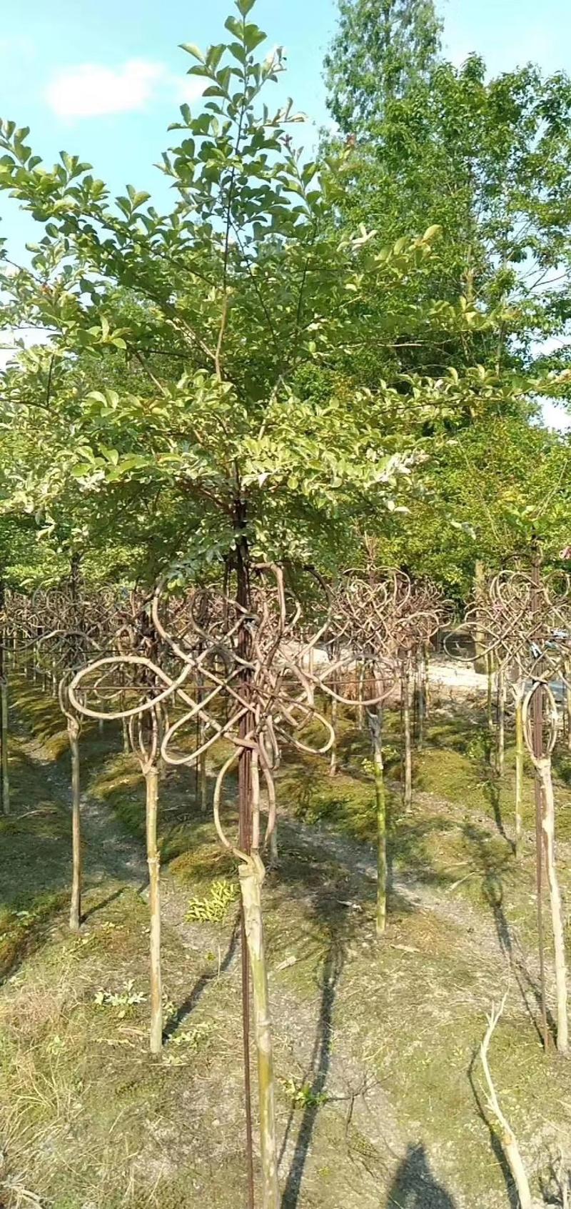 苗圃大处理紫薇造型紫薇中国结高分支行道树中国结