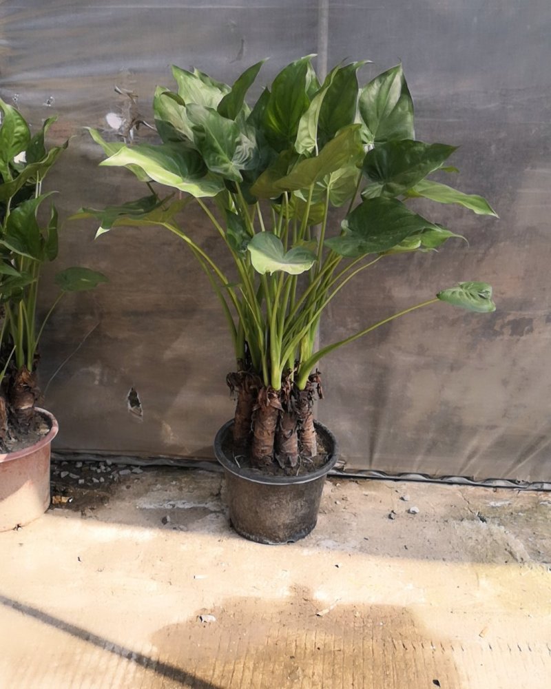 滴水观音，四季常青观叶植物。