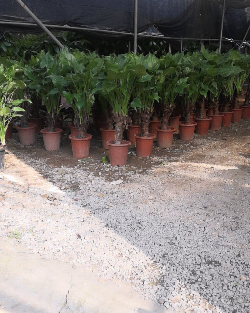 滴水观音，四季常青观叶植物。