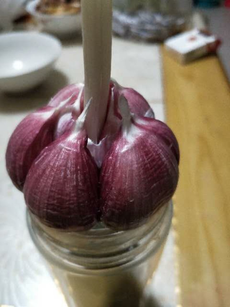 大名蒜黄料蒜黄蒜种蒜米料