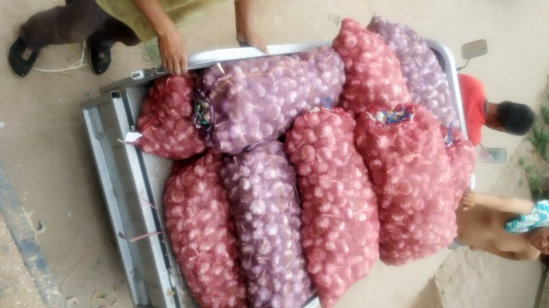大名蒜黄料蒜黄蒜种蒜米料