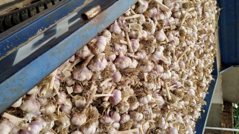 大名蒜黄料蒜黄蒜种蒜米料